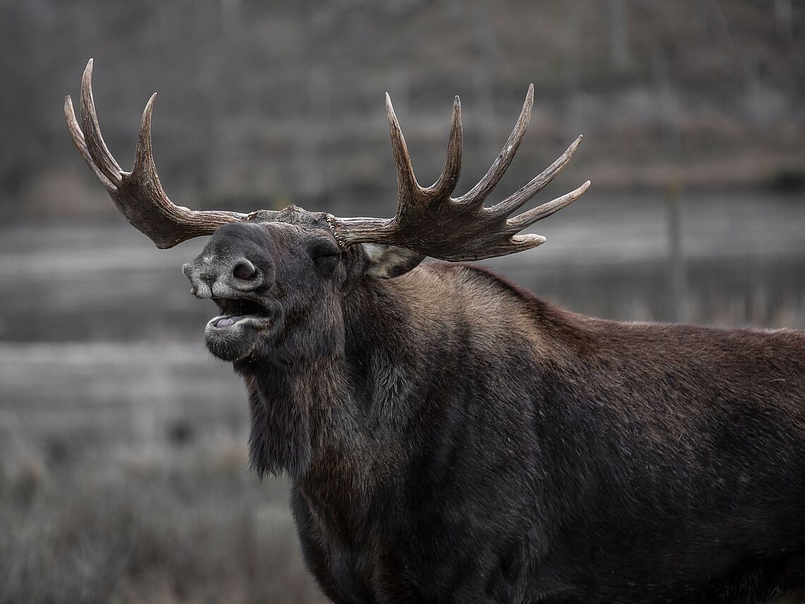 Elg. Foto fra Pexels.com